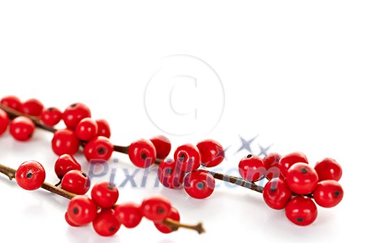 Winterberry Christmas branches with red holly berries