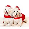 Two adorable coton de tulear dogs wearing santa costumes