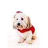Adorable coton de tulear dogs wearing santa costume