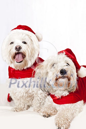 Two adorable coton de tulear dogs wearing santa costumes Two adorable coton de tulear dogs wearing santa costumes