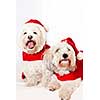 Two adorable coton de tulear dogs wearing santa costumes