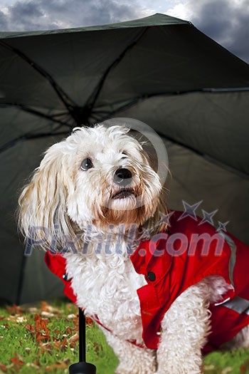 Coton de tulear dog in raincoat under umbrella looking worried