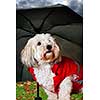 Coton de tulear dog in raincoat under umbrella looking worried