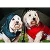 Two coton de tulear dogs in raincoats under umbrella