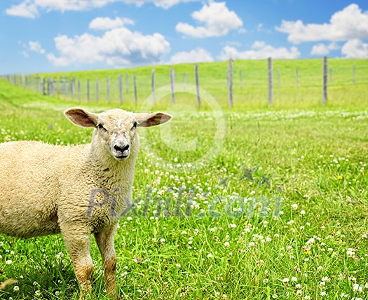 Cute funny sheep or lamb in green meadow