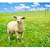 Cute funny sheep or lamb in green meadow