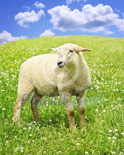 Cute happy sheep or lamb in green meadow