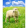 Cute happy sheep or lamb in green meadow