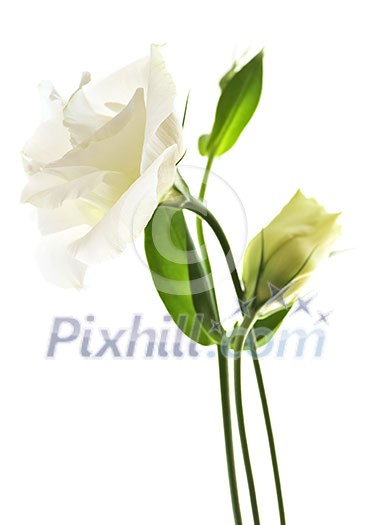 Flowers called prairie rose isolated on white background