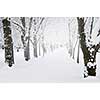 Lane in winter park with snow covered trees