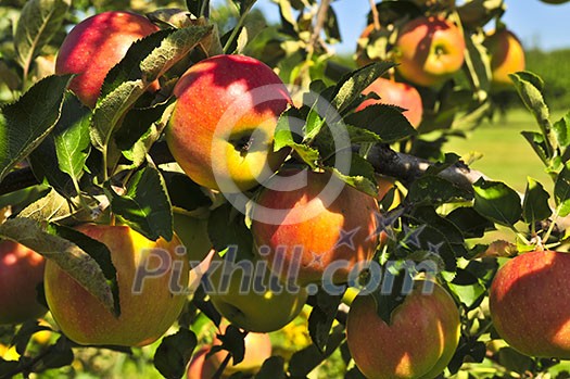 Organic ripe apples ready to pick on tree branches