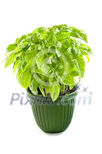 Fresh green basil in a pot isolated on white background Fresh green basil in a pot isolated on white background