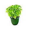 Fresh green basil in a pot isolated on white background