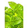 Fresh green basil close up isolated on white background