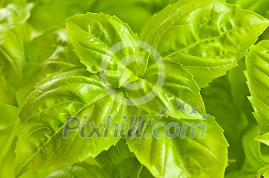 Fresh green basil close up isolated on white background Fresh green basil close up isolated on white background