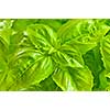 Fresh green basil close up isolated on white background