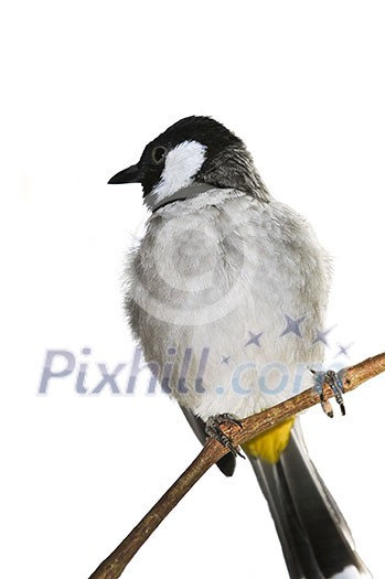 White eared Bulbul (Pycnonotus leucotis) isolated on branch