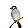 White eared Bulbul (Pycnonotus leucotis) isolated on branch