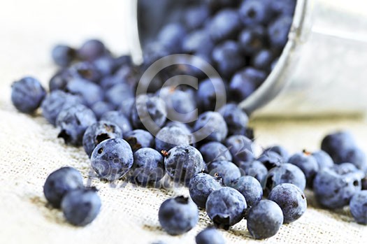 Fresh blueberries spilling out of a pail close up