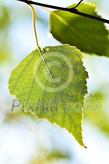 Birch tree branch with green leaves closeup Birch tree branch with green leaves closeup