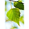 Birch tree branch with green leaves closeup