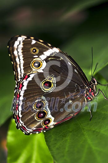 Beautiful blue morpho butterfly sitting on a plant