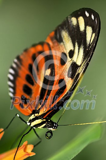 Large tiger butterfly sitting on a flower