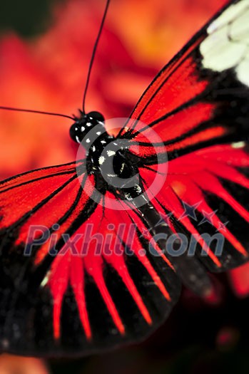 Red heliconius dora butterfly with open wings Red heliconius dora butterfly with open wings