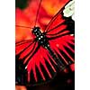 Red heliconius dora butterfly with open wings