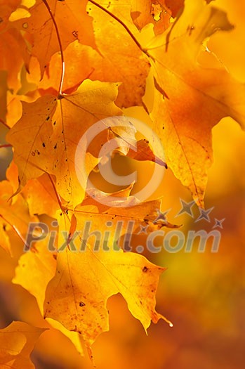 Red and orange fall maple tree leaves Red and orange fall maple tree leaves