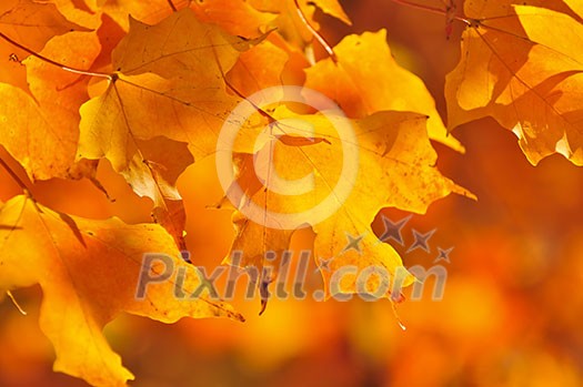 Red and orange fall maple tree leaves Red and orange fall maple tree leaves