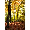 Colorful fall forest on a warm autumn day