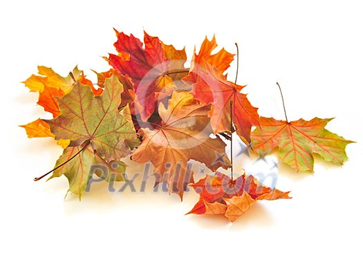 Dry colorful autumn leaves on white background