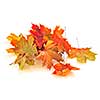 Dry colorful autumn leaves on white background