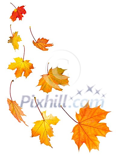 Background of fall maple leaves isolated on white Background of fall maple leaves isolated on white