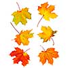 Several fall maple leaves isolated on white background