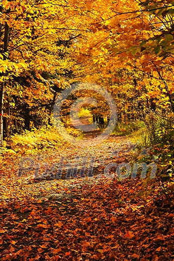 Trail through group of colorful trees in autumn park