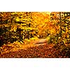 Colorful fall forest on a warm autumn day