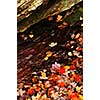 Shore of fall forest with colorful leaves floating in water