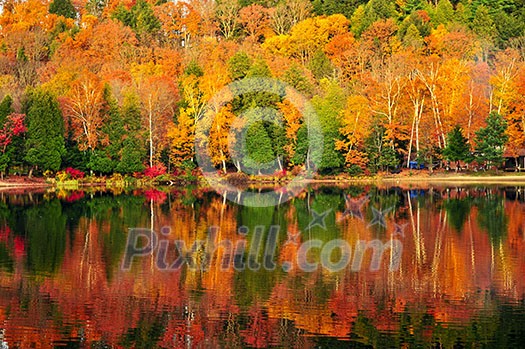 Forest of colorful autumn trees reflecting in calm lake Forest of colorful autumn trees reflecting in calm lake