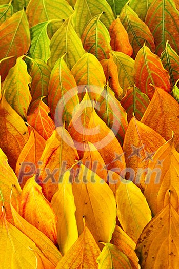 Colorful fall background of arranged autumn leaves Colorful fall background of arranged autumn leaves