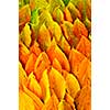 Colorful fall background of arranged autumn leaves