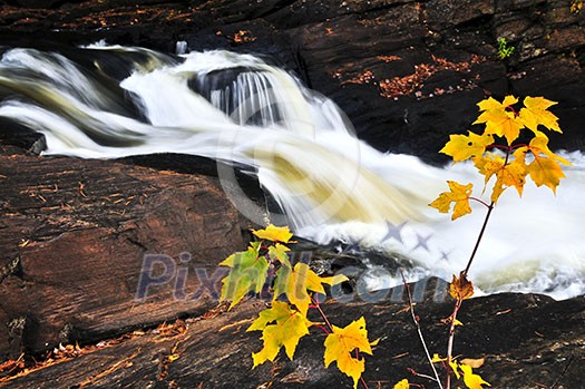 Forest river in the fall. Algonquin provincial park, Canada.