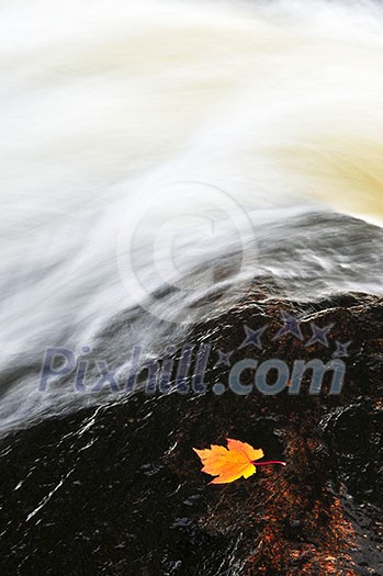White water river with floating fall maple leaf White water river with floating fall maple leaf