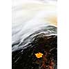 White water river with floating fall maple leaf