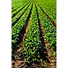 Rows of turnip plants in a cultivated farmers field