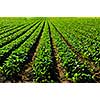 Rows of turnip plants in a cultivated farmers field