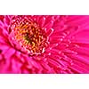 Closeup of brightly colored pink gerbera flower petals