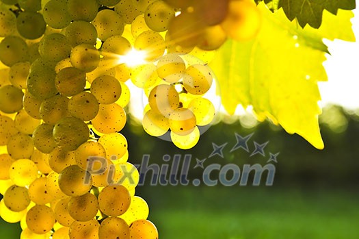 Yellow grapes growing on vine in bright sunshine