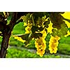 Yellow grapes growing on vine in bright sunshine